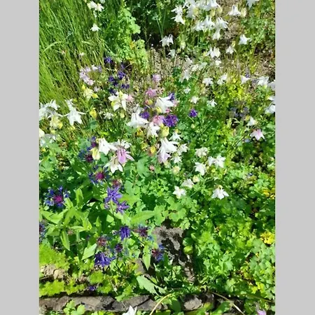 Дом отдыха Hinter Burg, Haus Mit Garten Майен